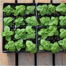 A-ONE Heavy Duty Eco-friendly Hydroponic Seed Tray Microgreens Rice Garden PP Plastic 1-3L Capacity Rectangular Nursery Trays details