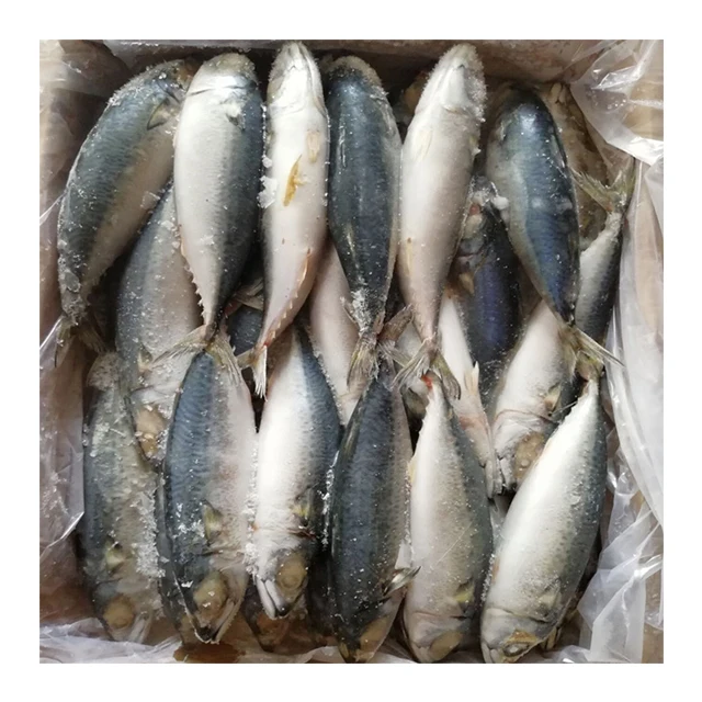 pacific mackerel (2)