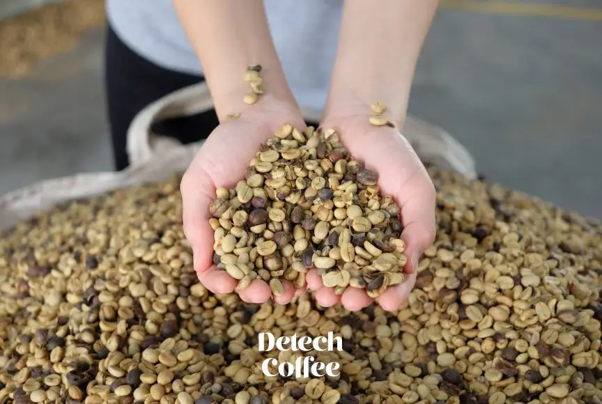 Arabica Green Beans Coffee Of Vietnamese Wholesale Supplier Grade