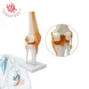 Medical Science Subject medical model knee flexionator knee joint model