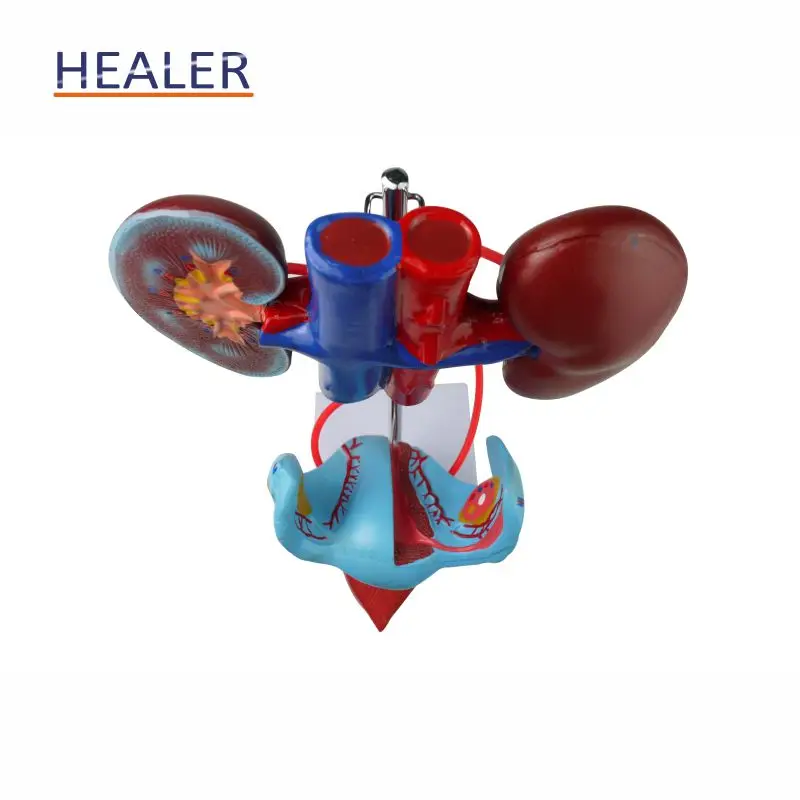 Female Genitourinary And Reproductive System Model Human Genitourinary