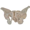 Nursing School Healthy Care Training Advanced Chinon Medical Science Skeleton Eye Anatomy Anatomical Model