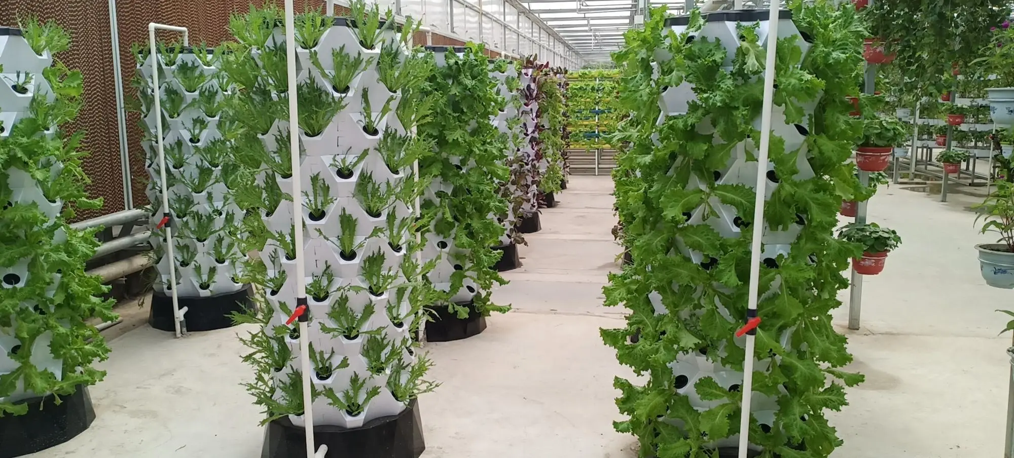 Piña Plantación Vertical Tipo Sistema Hidropónico Torre - Buy Sistema