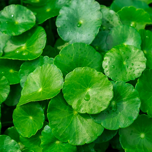 Calendula Gel Inflammation Reducing Urticaria Calendular Herbs Gel Size