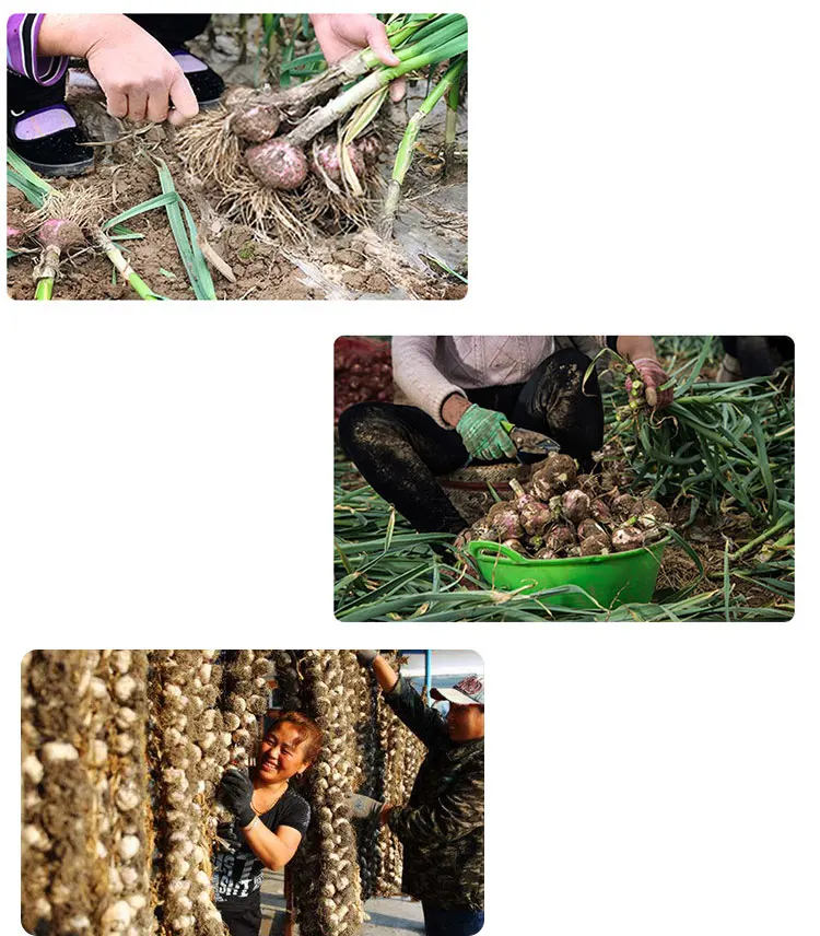 garlic price.jpg