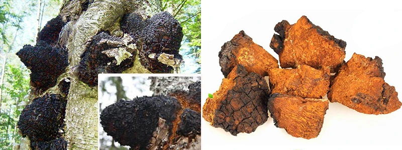 chaga