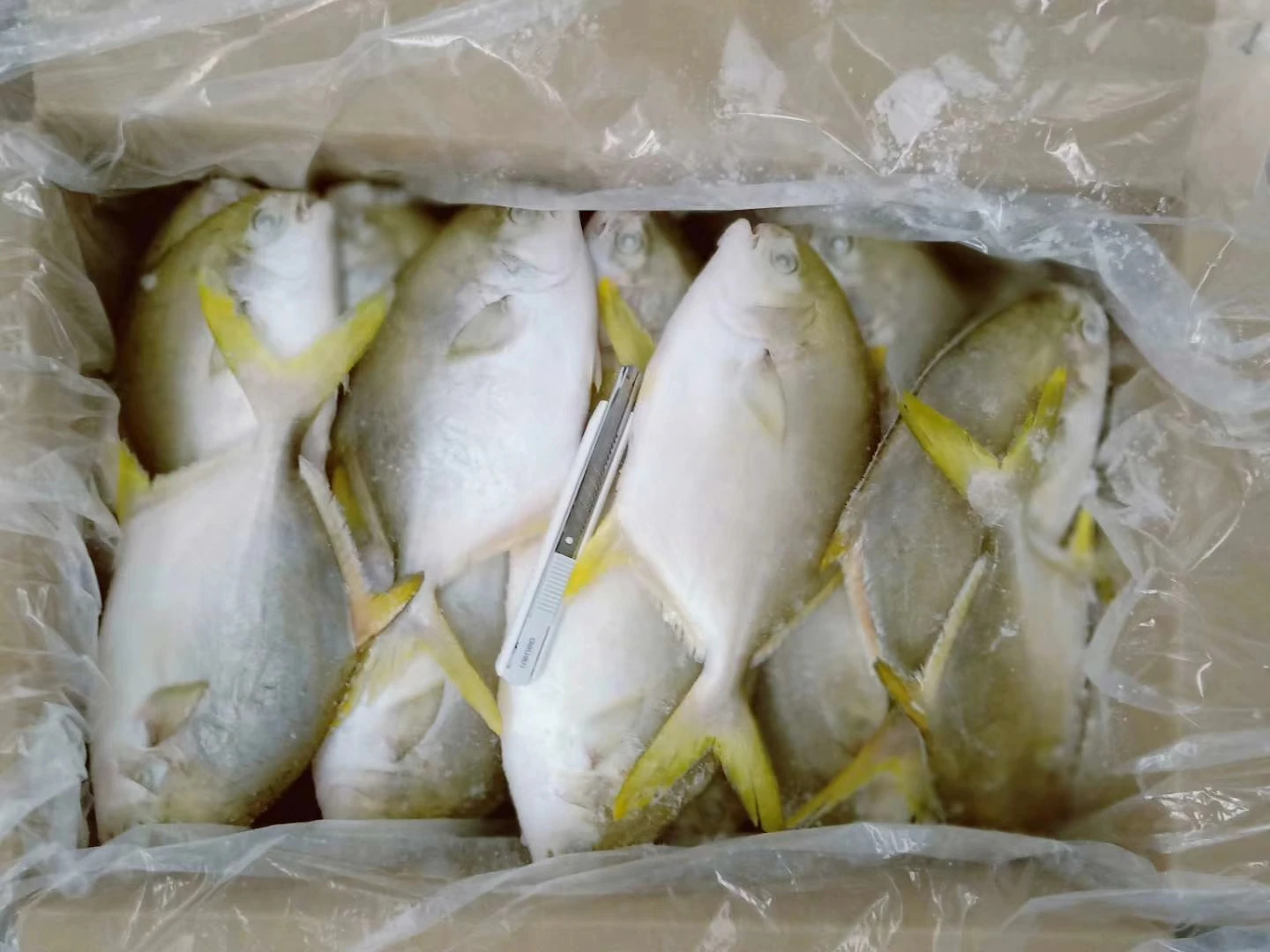 Hight quality Frozen chinese white pomfret made by fresh fish