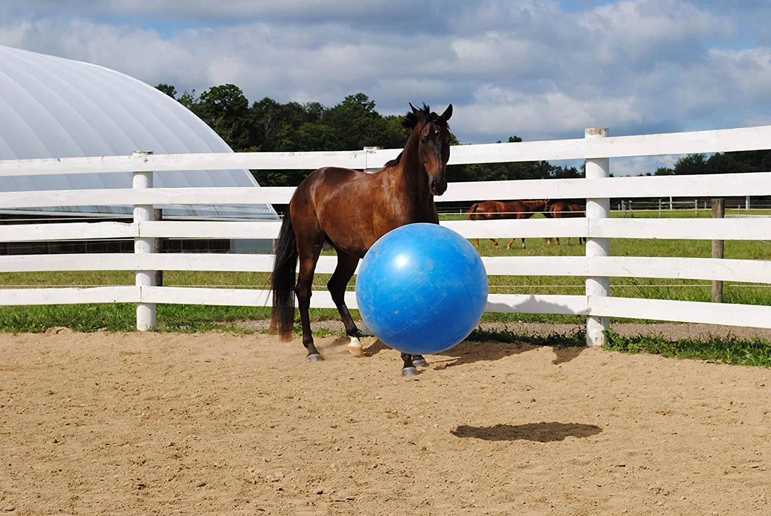 Ball For Horse Anti-burst Soccer Ball Toy For Horses Pump Included ...