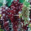 The artificial fruit tree fruit store that wall type emulates grape is the most popular indoor and outdoor adornment at present