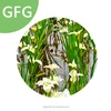 Nature Factory supply Planting Iris Flower seeds and bulbs fresh iris for planting