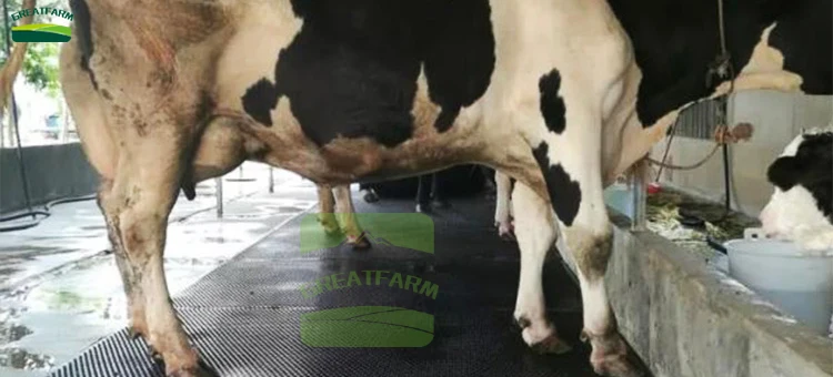 Hot Sale Fine rubber material cow protection pad for sale Cow protection mat Cow protection mat in stock
