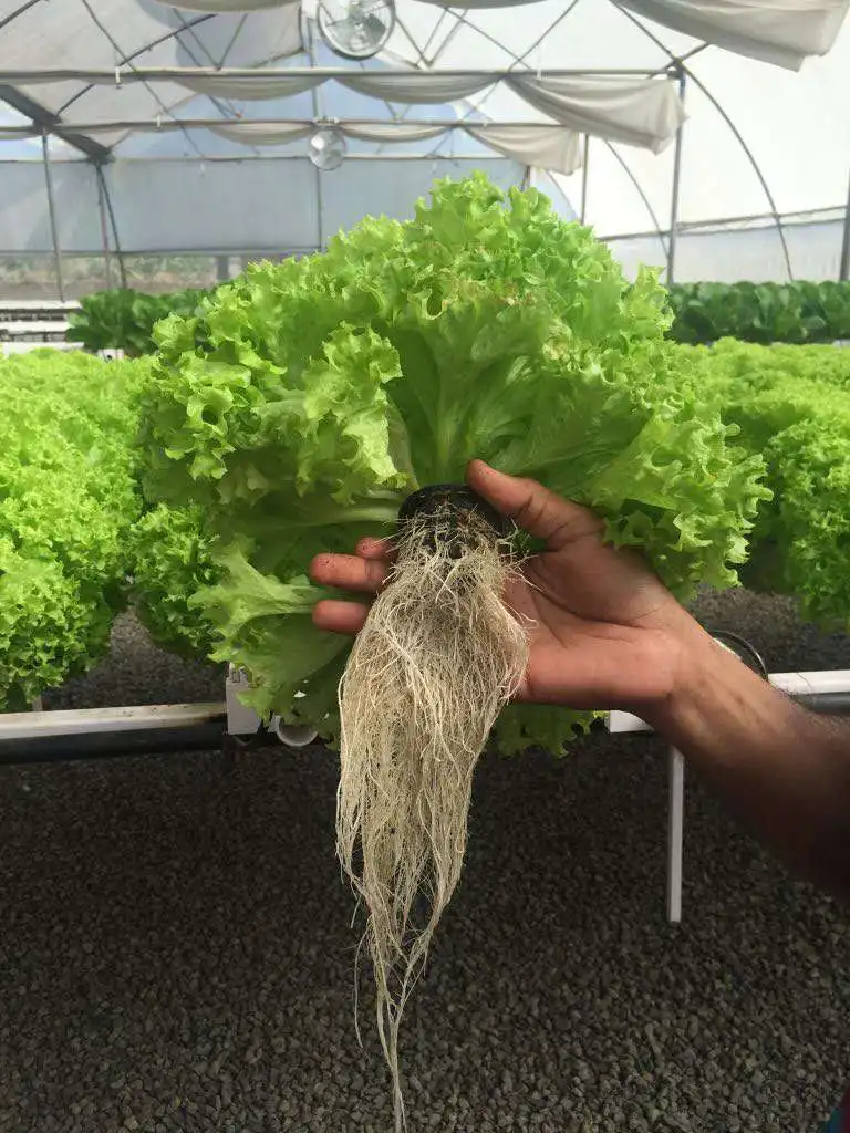 hydroponic net cup