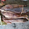 Raw Material Indian Ocean Squid Giant Squid From Indian Ocean Low Price Wholesaling For Market