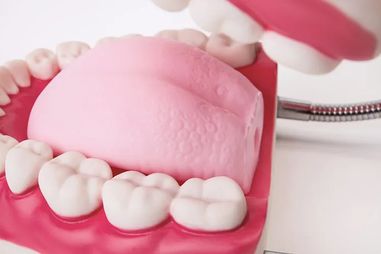 Kindergarten Teaching Children Brush Teeth Toy Dental Care Model