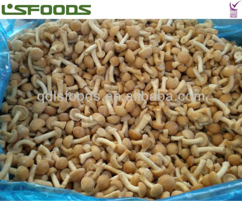 nameko 002 FENGZE-AGRI2