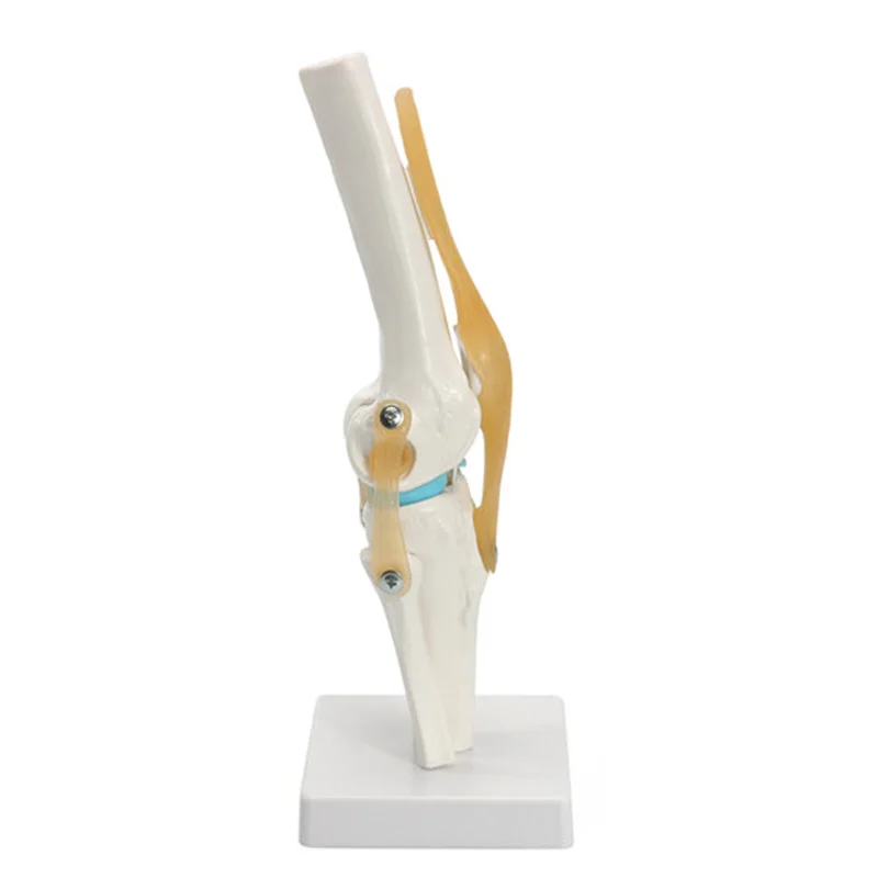 12X12X33CM Human Skeleton Model , Anatomy Knee Model For Education