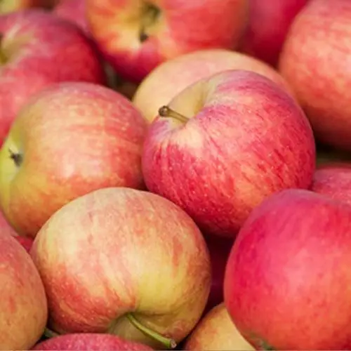 fresh apples royal gala apple with best price