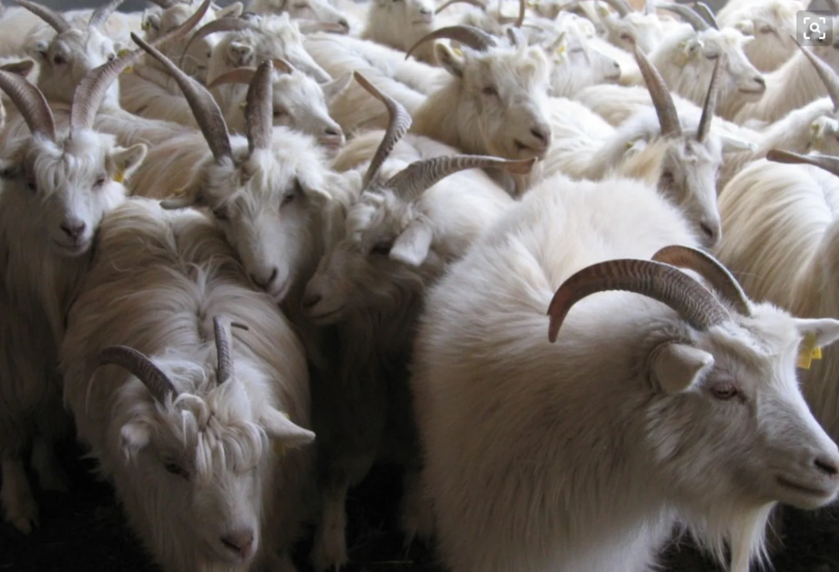 温馨提示: 100% 山羊毛,它是非常接近的人的头发