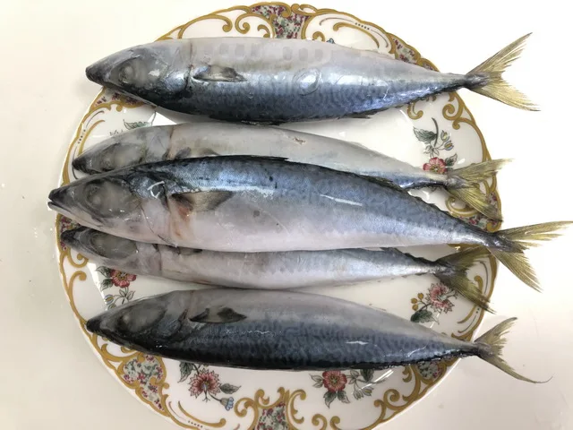 pacific mackerel (4)