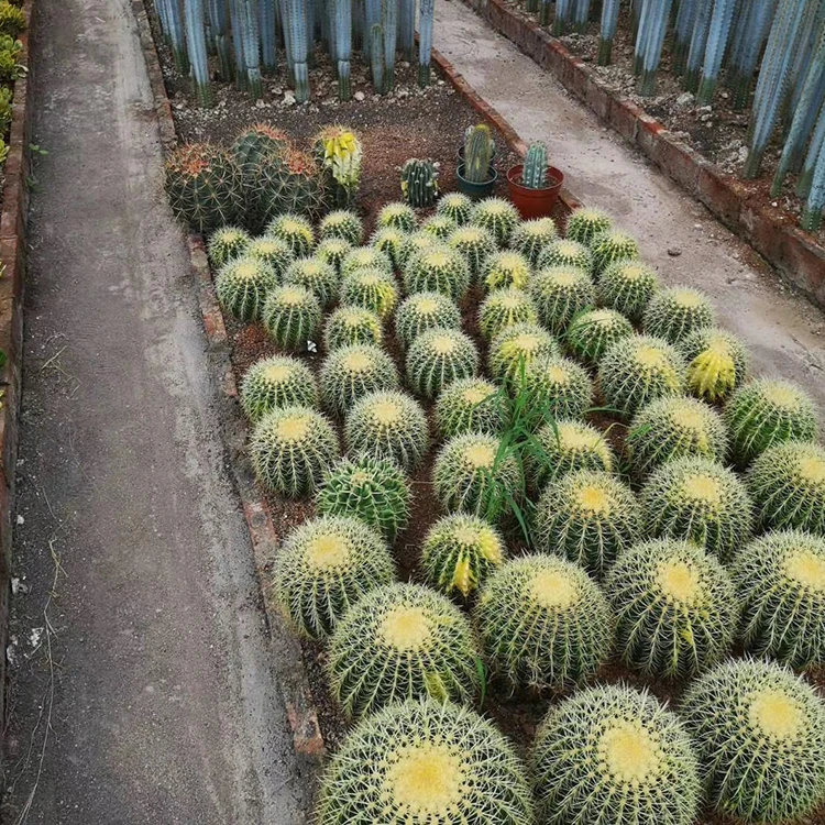 
golden barrel live mammillaria seeds succulent cactus plants 
