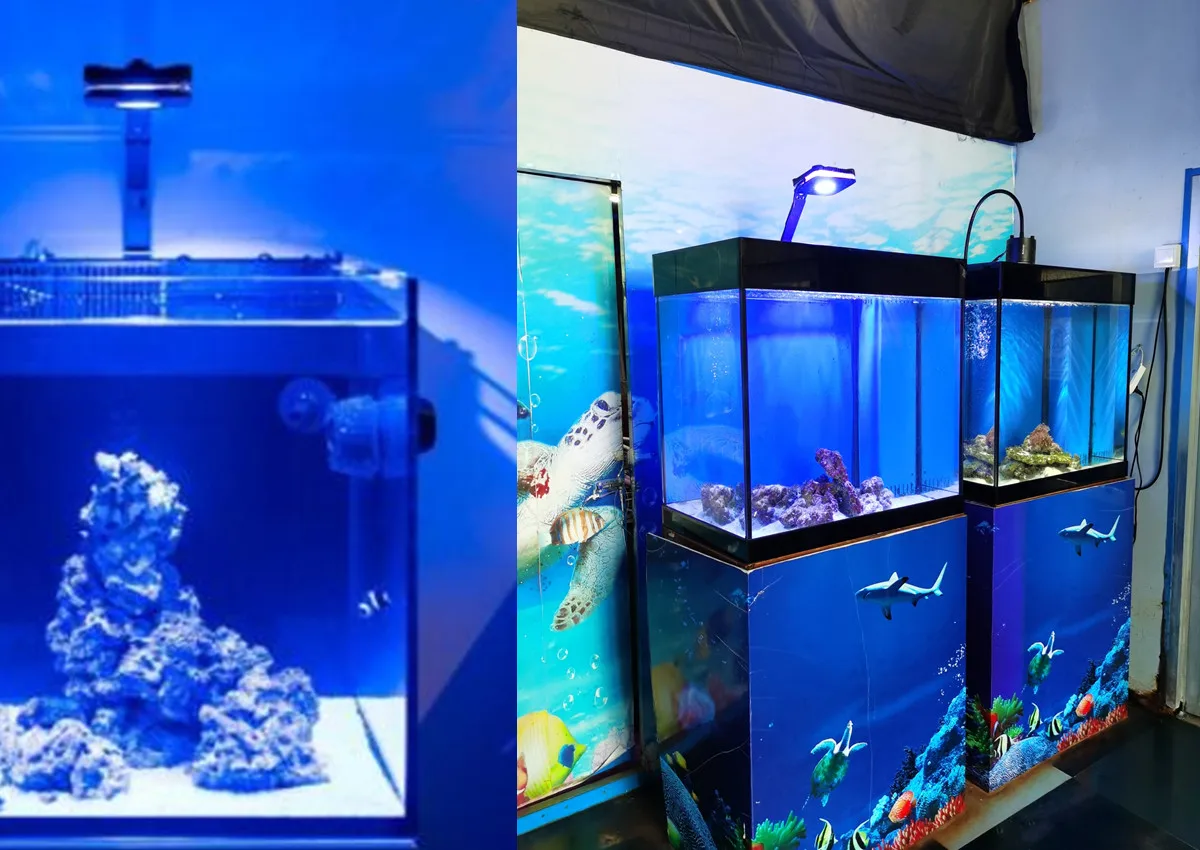 30w变色礁水族馆led照明全谱海洋生物水族馆led照明珊瑚礁照明led Buy 礁水族馆led照明 海洋生物水族馆led照明珊瑚 珊瑚礁照明led Product On Alibaba Com