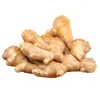Chinese high quality fresh mature ginger