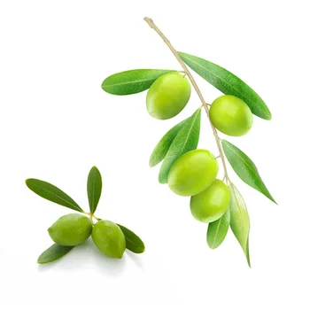 the green olive pictures