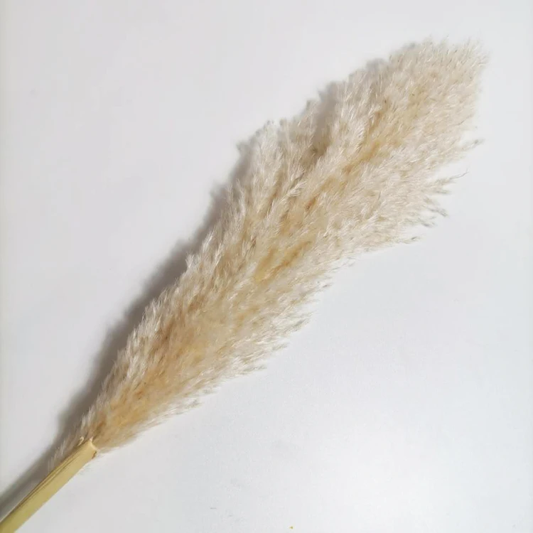 Summer Flora High Quality Real Dried Large Pampas Grass For Decorative How Long Does Dried Pampas Grass Last