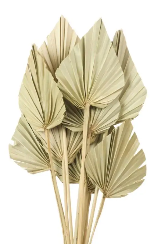 l06107批发天然加工干扇叶花染棕榈叶保存干棕榈叶用于婚礼家庭派对