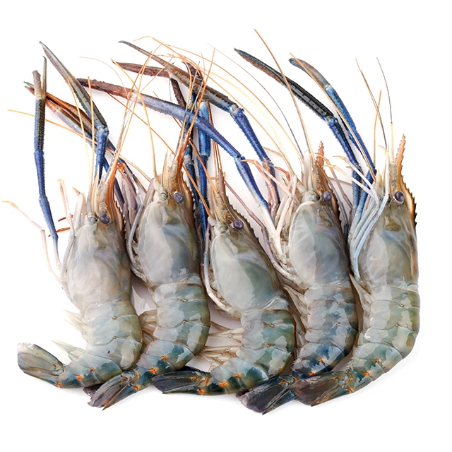 Frozen Raw Fresh Water Prawn High Quality Frozen Seafood Exported Grade ...