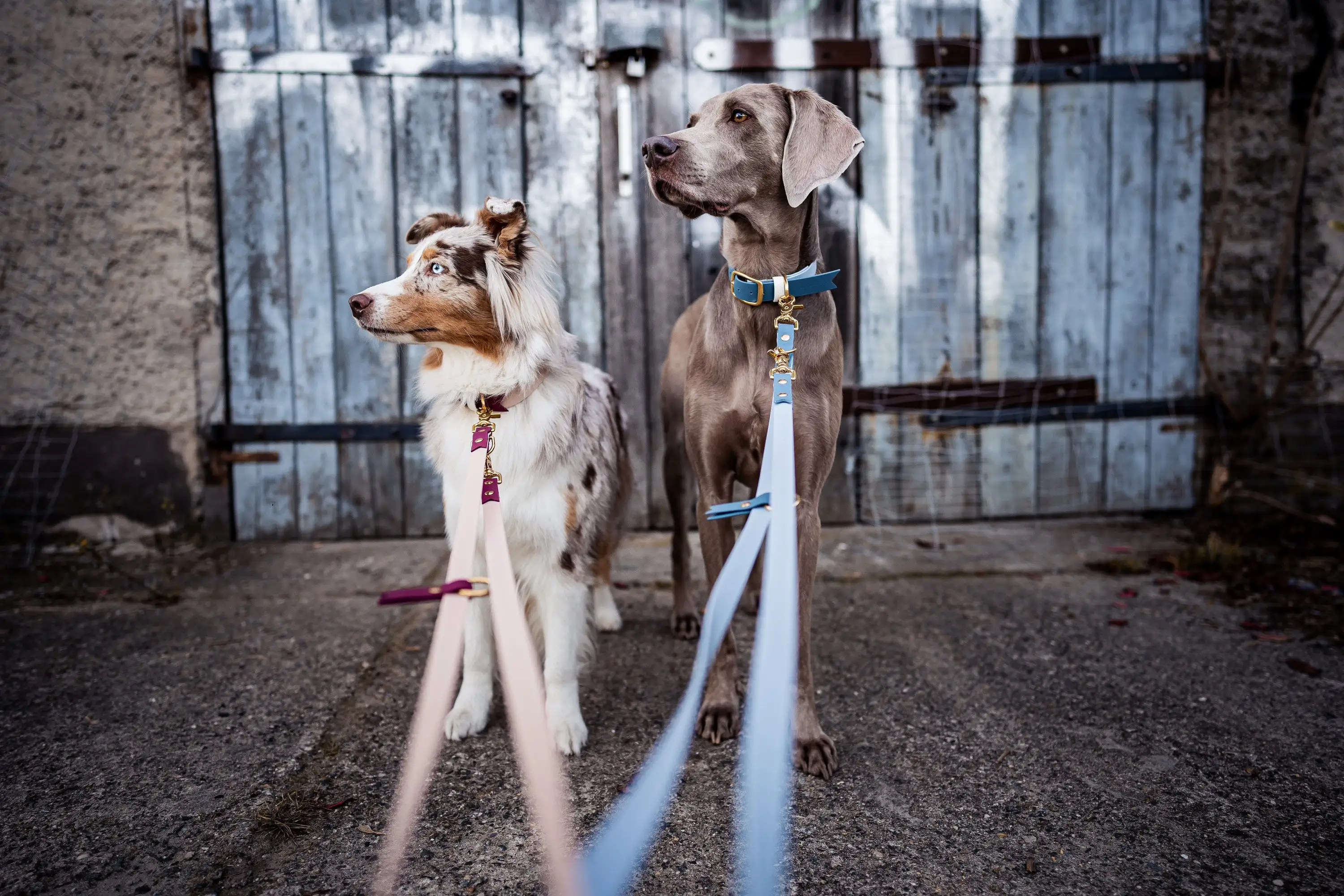 热卖pvc狗皮带防水狗项圈环保pvc狗项圈带dmetal扣