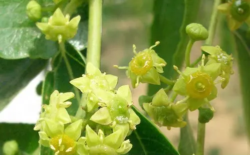 Freeze Dried Chinese Dates chips snacks