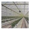 Competitive Price Commercial Multi Span Arch Plastic Film Greenhouse with Hydroponics