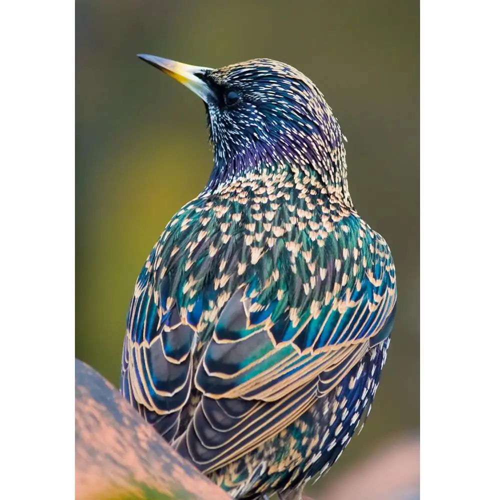 Beli Indonesian Set Lot Murah Grosir Indonesian Set Galeri