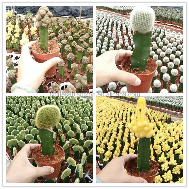 CACTUS