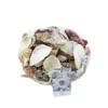 Single Shells or Assorted Sea Shell Natural Packed By Net Bag or Kraft Box 350g / pc, 400g/ pc