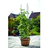 /product-detail/green-tomato-trellis-sticks-plant-support-tomato-cage-planter-climbing-cage-62208290702.html