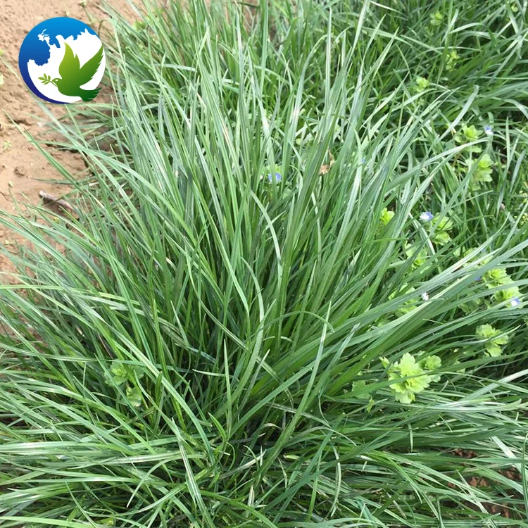 
Top Quality Wholesale Fodder Forage Grass Farm Seeds High Quality Rye Grass Seeds Ryegrass Seeds 