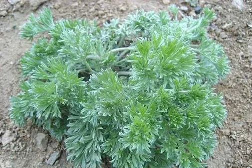 natural capillary wormwood herb extract herba artemisiae