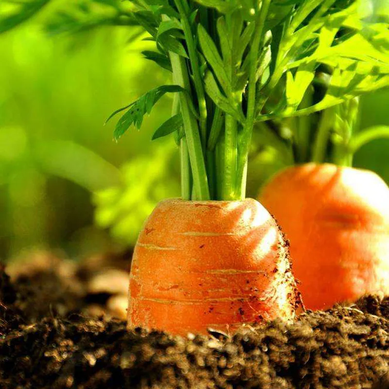 all industries  agriculture  plant seeds & bulbs  vegetable
