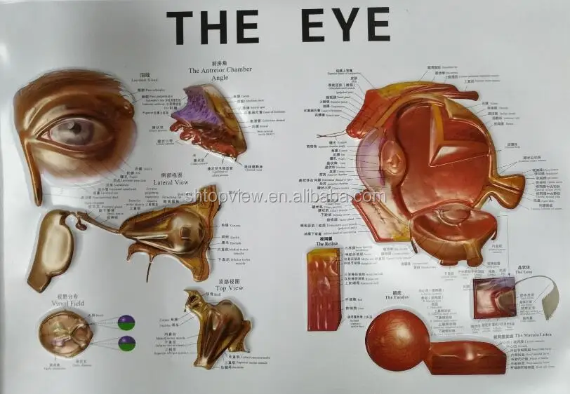 eye anatomy model