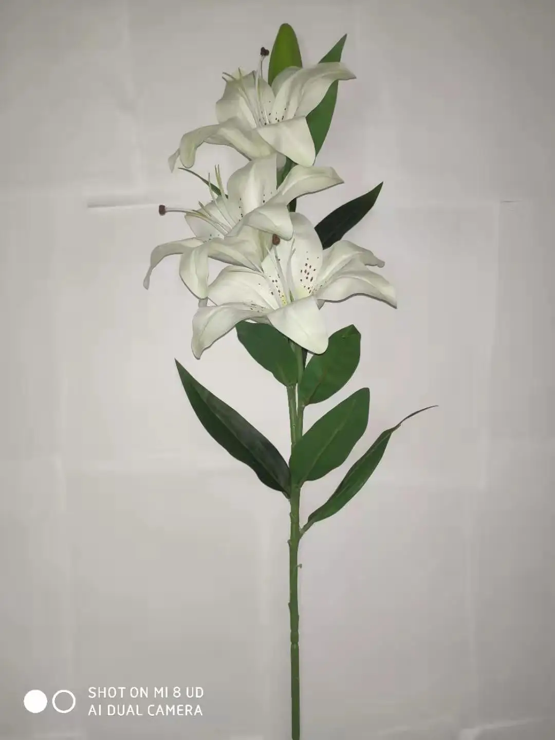 Stargazer lily white How to