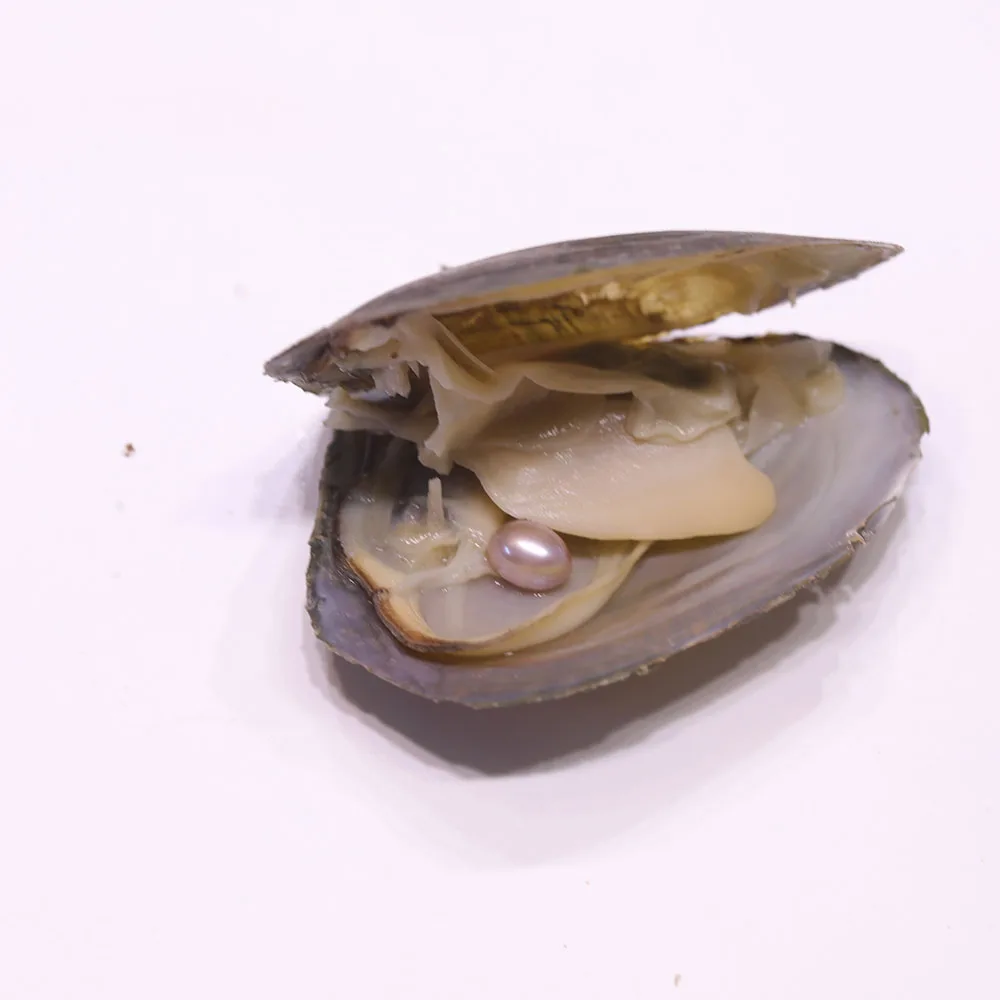 淡水贻贝的品种图片