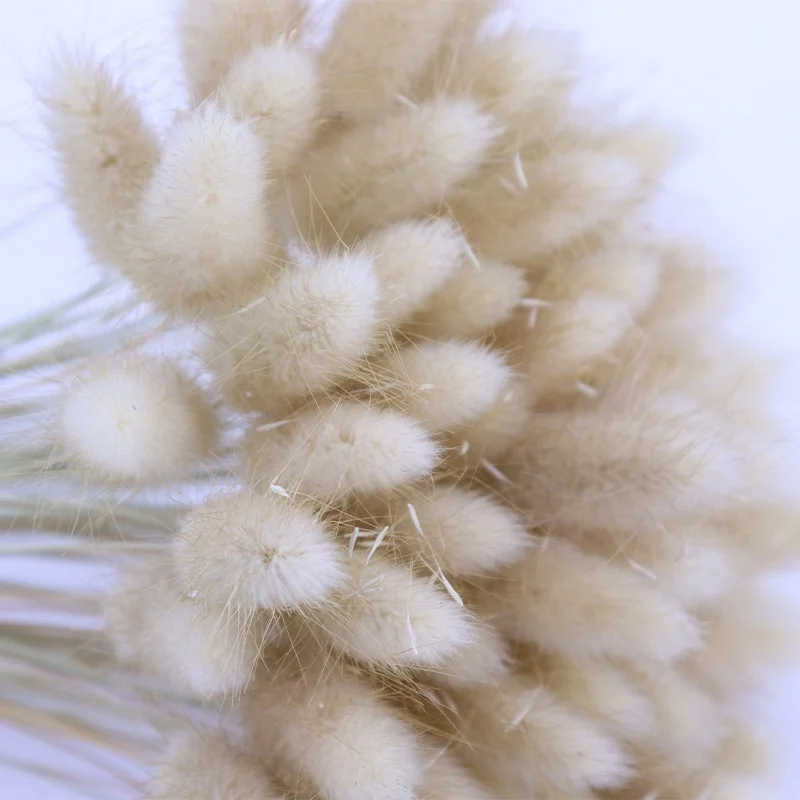 Factory Supply 2021 Trendiest Natrual Plant Dried Uraria Picta Lagurus