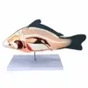Gelsonlab HSBM-397A Fish model, Internal structure model of fish