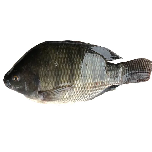 44.jpg
