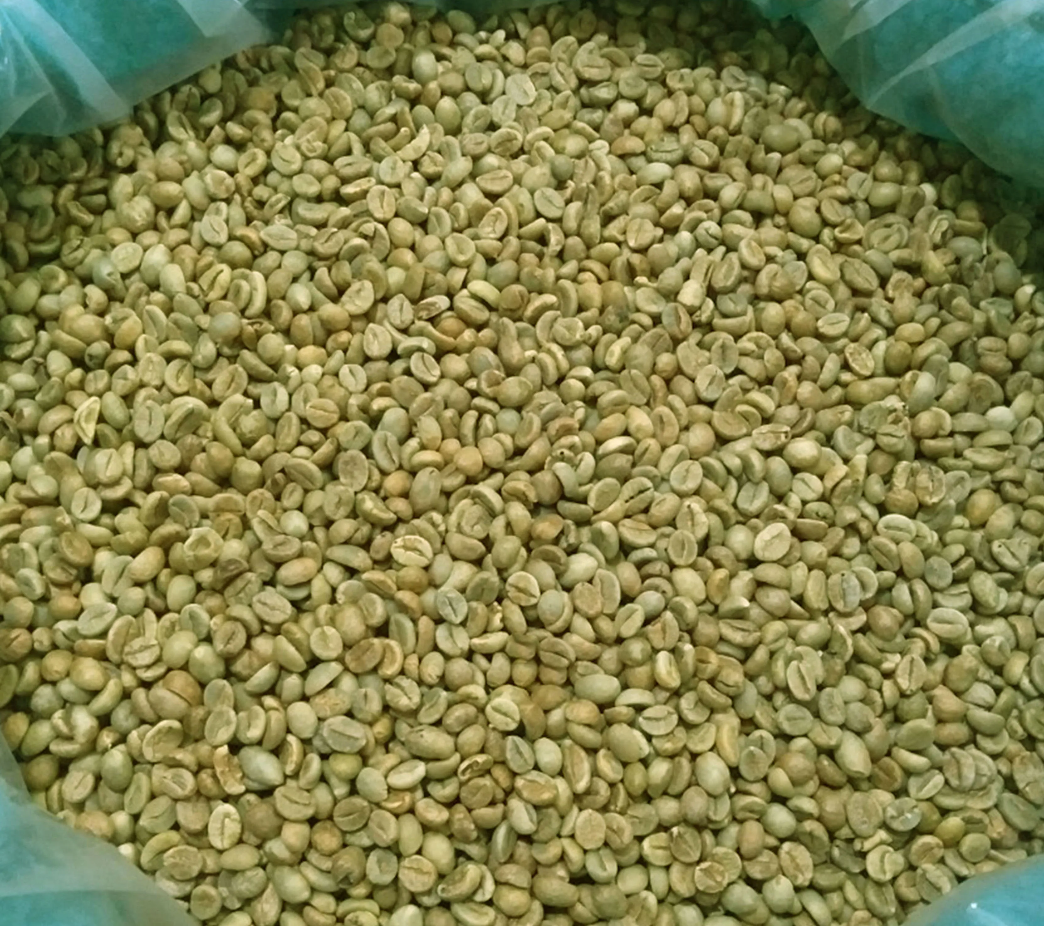 Arabica Green Coffee Beans Of Vietnamese Wholesale Supplier Screen 16