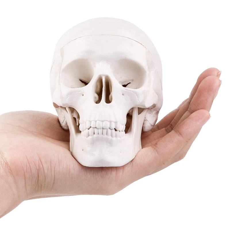 Модель черепа. Мини череп. Миниатюрный череп человека. Черепа купить спб