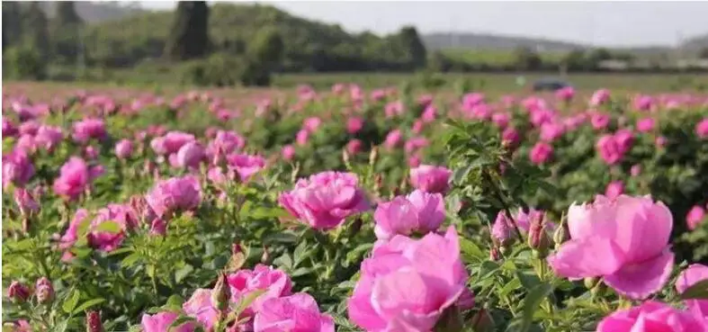 france rose6.jpg