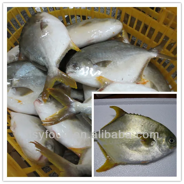 golden fish 500-800g.jpg
